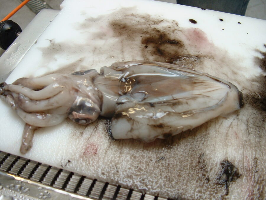 skinned cuttlefish (calamari) ST111V Manual tabletop skinning machine