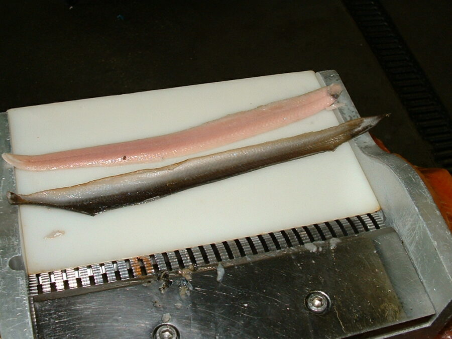 Skinned eel fillet ST111V - Manual tabletop skinning machine