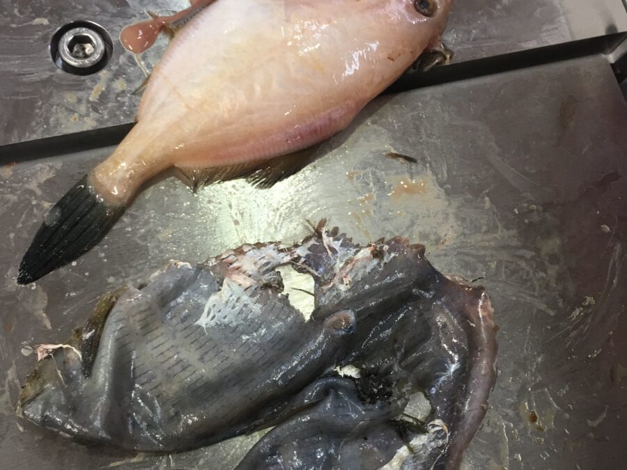Whole skinned moonfish table top skinner STEEN - Manual tabletop skinning machine