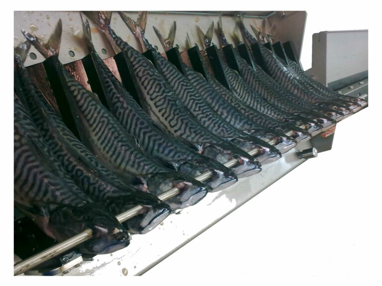 Mackerel on speared rod - STEEN fish processing equipment ST916