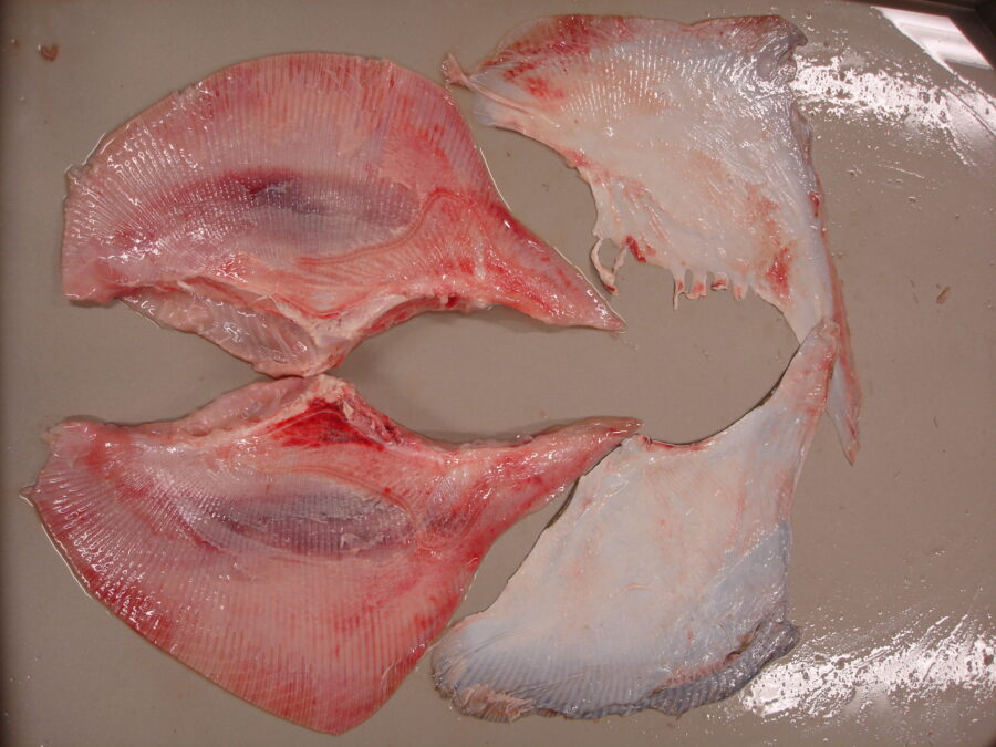 skinned skate wing, meat & skin - STEEN fish skinning machines