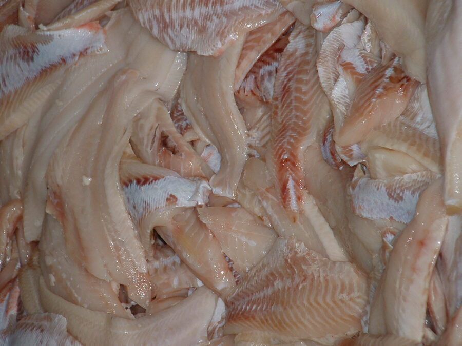 Skinned sea bream - STEEN fish peeler