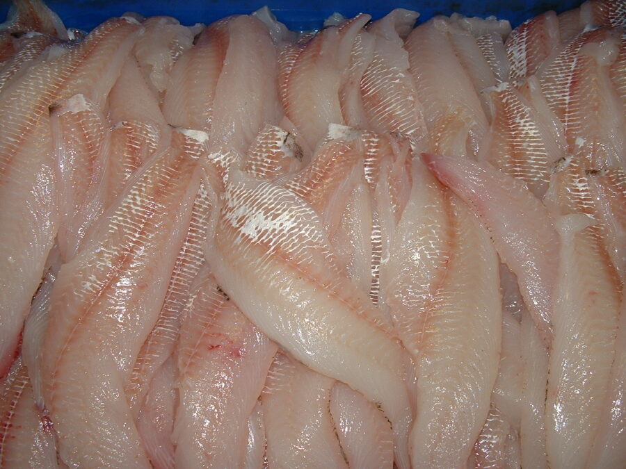 Skinned haddock fillets - STEEN skinning machines