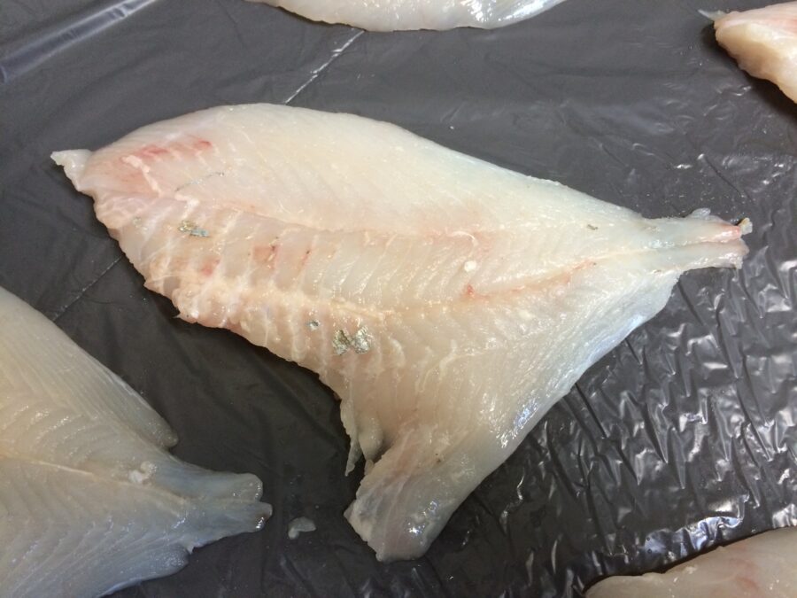 skinned dory fillet - STEEN skin removal sollutions