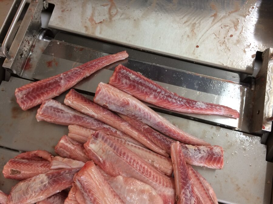 Skinned dogfish parts - STEEN fish skinning machines