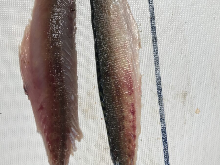ST600V10 Automatic short fish skinner - deepskinned mackerel fillet