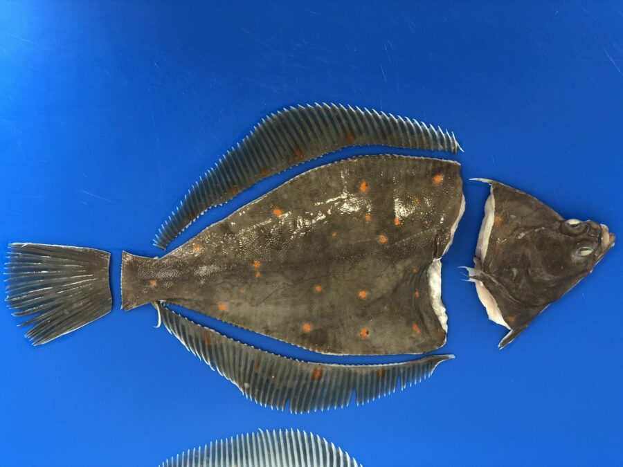 Cut flounder - STEEN ST540